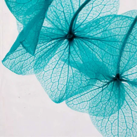 Fleur Immergée Hortensia Bleu - Herbarium - THÉOPHILE Berthon