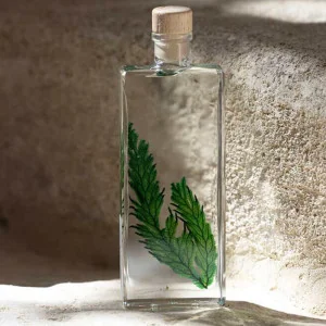 Plante Immergée Fougère Colombienne - Herbarium - THÉOPHILE Berthon