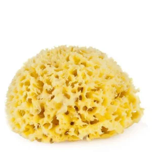 Eponge de Mer Naturelle - Passion Marine