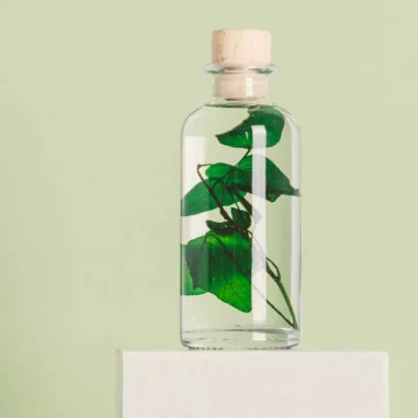 Plante Immergée Bouteille Lierre Hélix - THÉOPHILE Berthon