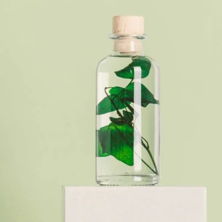 Plante Immergée Bouteille Lierre Hélix - THÉOPHILE Berthon