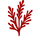 Algue Rouge
