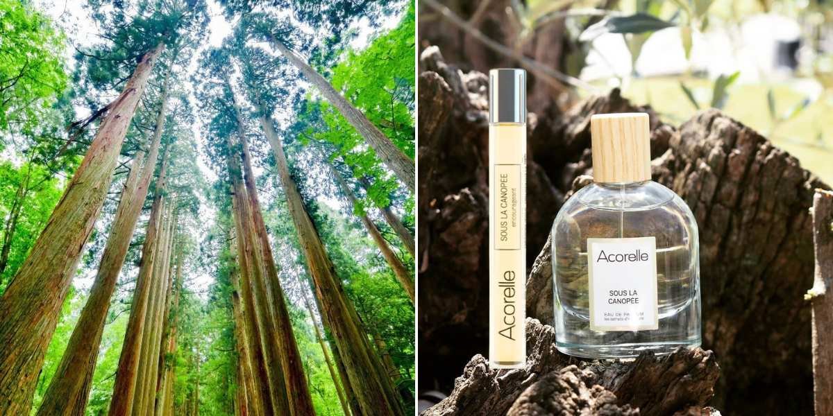 Parfum Sous La Canopée ACORELLE