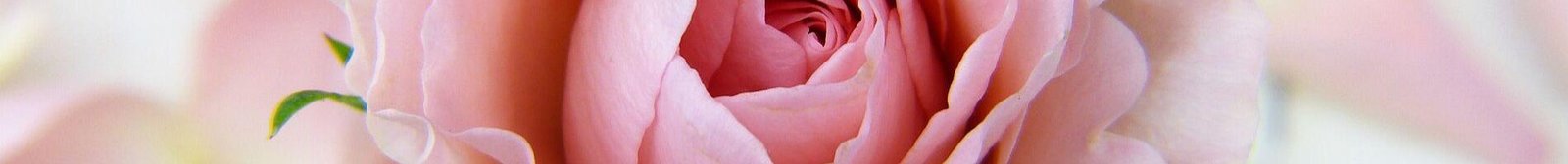 Contour des Yeux Nectar de Rose Melvita