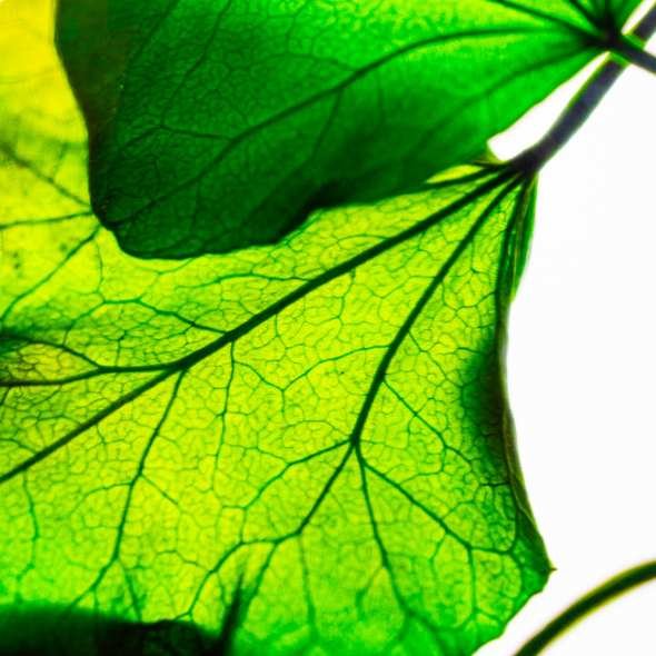 Plante Immerg&eacute;e Lierre H&eacute;lix - Herbarium Th&eacute;ophile Berthon