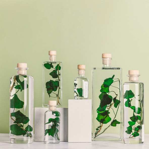 Plante en Bouteille Lierre H&eacute;lix - Herbarium Th&eacute;ophile Berthon